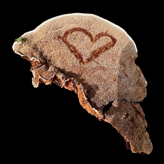 A heart marked into the pale underside of a mushroom.