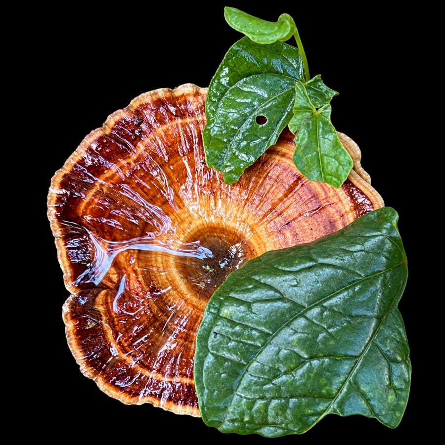Rainwater shining on an orange mushroom among glossy green leaves.
