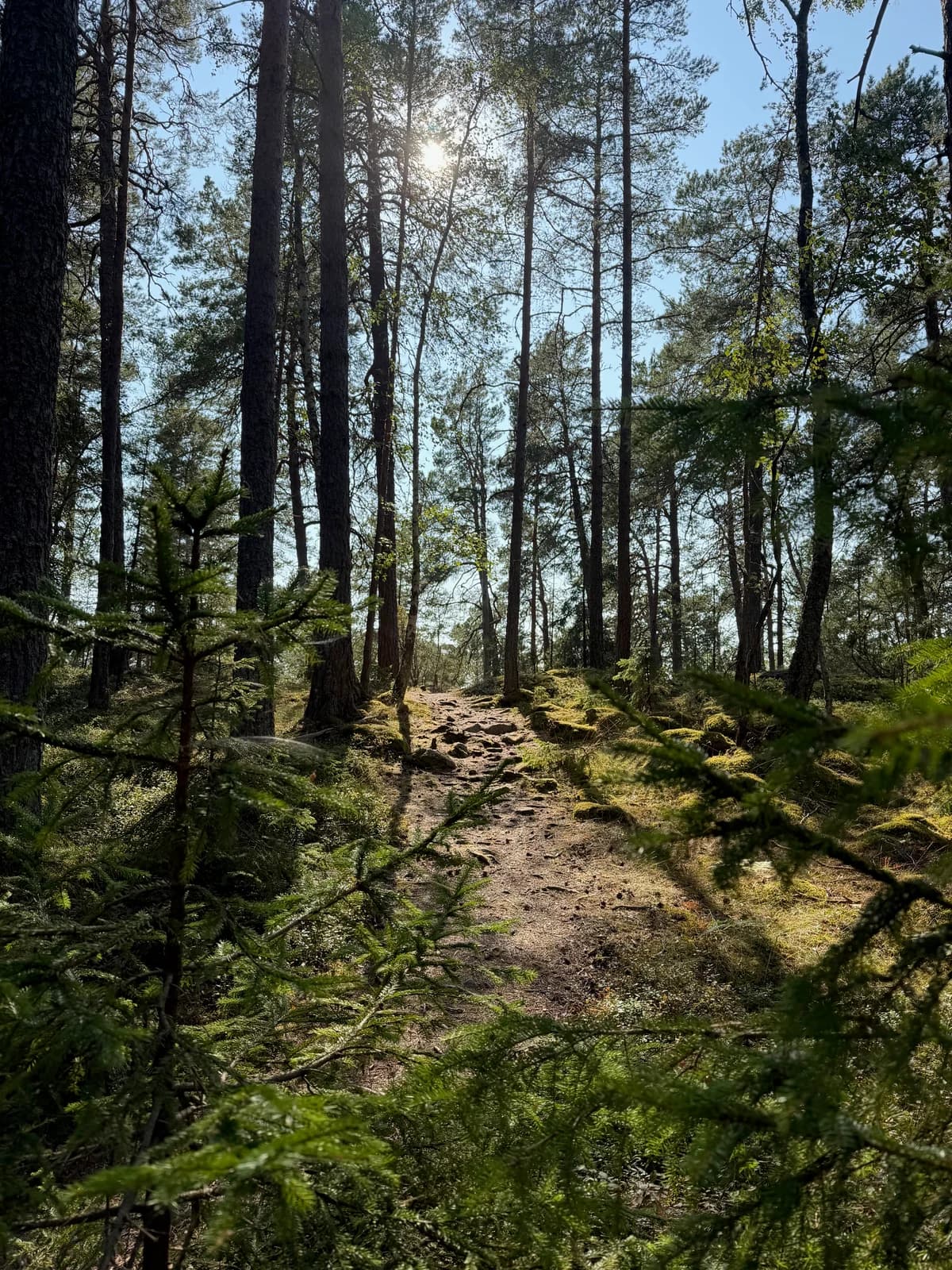 Sunlight breaking through the trees onto the path ahead.