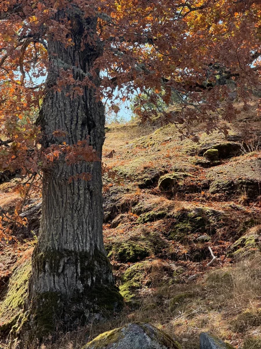 A tree growing among moss, stone and sunlit leaves.