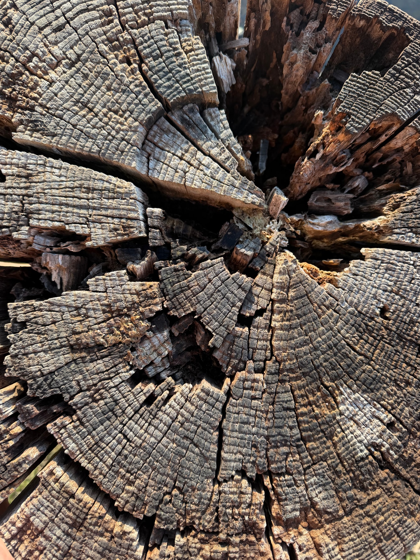 The weathered rings of a tree stump, splitting around its hollow center.