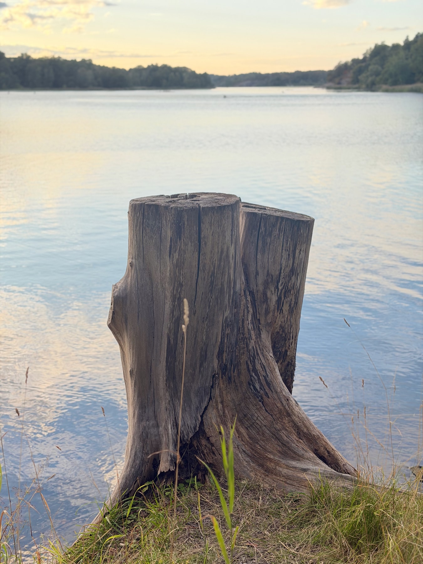 A weathered stump beside still water in the evening light.
